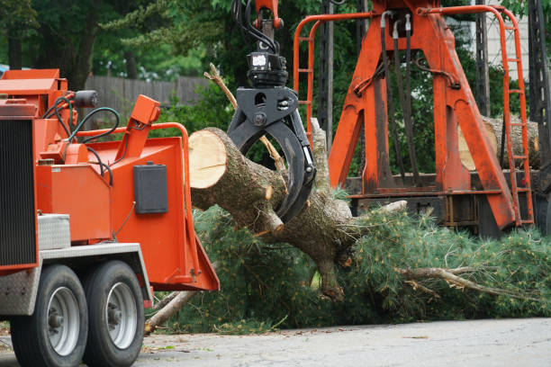 Best Stump Grinding Near Me  in Larch Y, WA